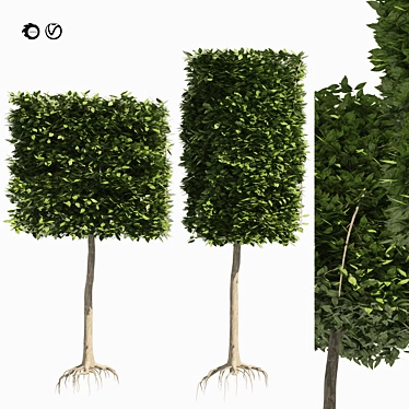 Dual Square & Cylinder Topiary Trees 3D model image 1 