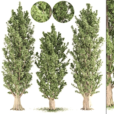 3 Pine Trees Outdoor Scatter 3D model image 1 