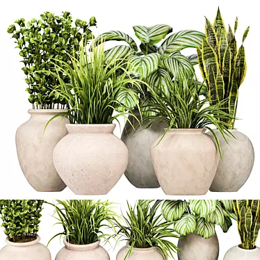 Indoor Plants 3D Model Collection 3D model image 1 