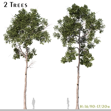 Shorea Chinensis Tree Pair Timber Harvest 3D model image 1 