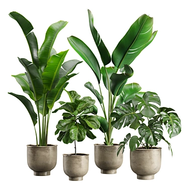 Exotic Indoor Plants Pack 23 3D model image 1 