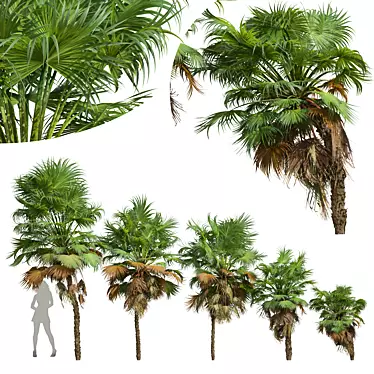 Paurotis Palm 3D Models Bundle 3D model image 1 