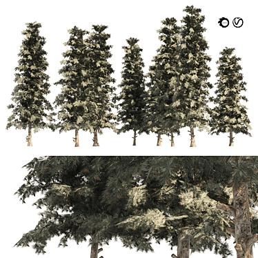 Blue Spruce Forest Trees Bundle 3D model image 1 