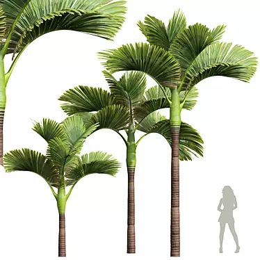 Exquisite Areca Catechu Palm Ensemble 3D model image 1 