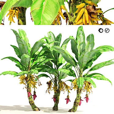 Banana Tree Cluster 3D Model 3D model image 1 