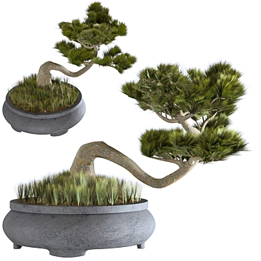 Japanese Indoor Bonsai Tree 3D model image 1 