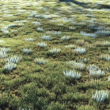 Field Grass Bundle | Scatter 3D model image 1 