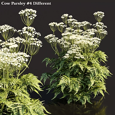 Delicate Cow Parsley Plants Set 3D model image 1 