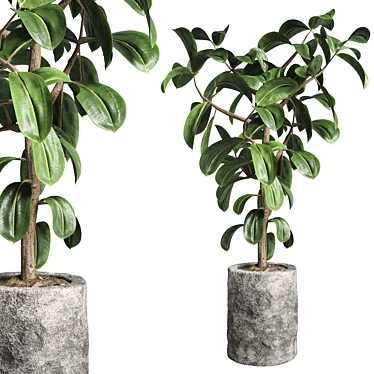 Ficus Rubber Plant Stone Vase 3D model image 1 