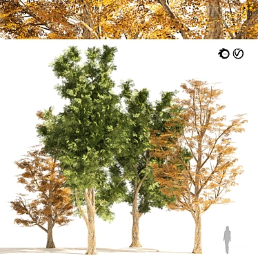 London Plane Street Trees Collection 3D model image 1 