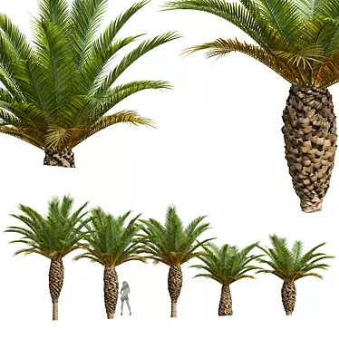 Canary Palm 3D Model Set 3D model image 1 