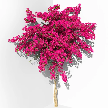 Bougainvillea 3-3