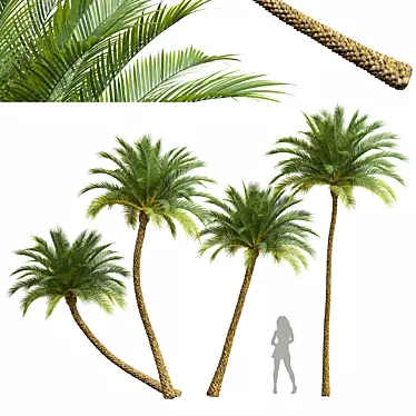 Silver Date Palm 3D Models 3D model image 1 