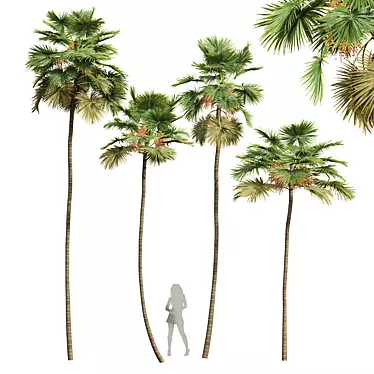 Detailed Saribus Rotundifolius Palm Model 3D model image 1 