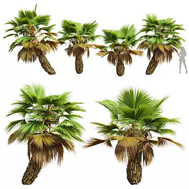 Detailed Pritchardia Pacifica Small Plant 3D model image 1 