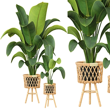 Modern Indoor Plant Collection 3D model image 1 