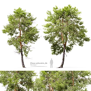 Scots Pine Tree 3D Model 3D model image 1 