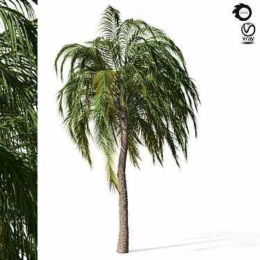 palm tree-s04