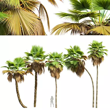 Exquisite Pritchardia Pacifica Plant 3D 3D model image 1 