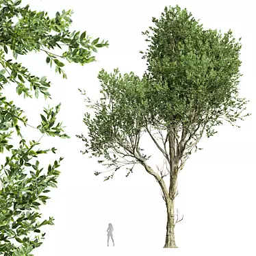 Handcrafted Fagus Grandifolia Tree Model 3D model image 1 