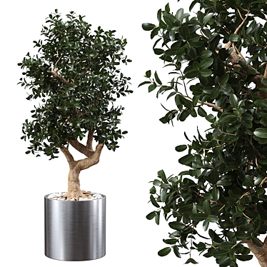 Steel Planter with Ficus Microcarpa 3D model image 1 