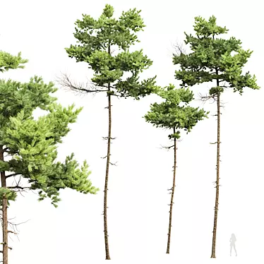 Detailed Pinus Echinata Tree Model 3D model image 1 