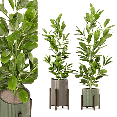 Indoor Plants Set 462 3D Model 3D model image 1 