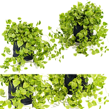 Quality Hanging Pothos Plant Décor 3D model image 1 