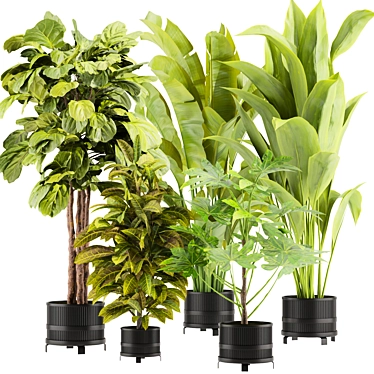 Indoor Plant Collection 3D Model 3D model image 1 