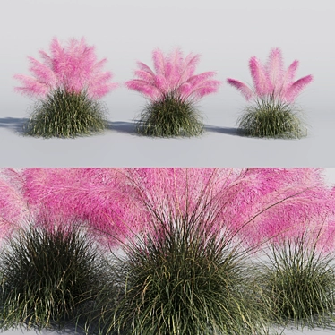 Muhlenbergia Capillaris - Pink Muhly Grass