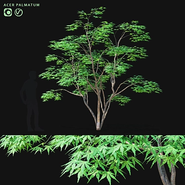 Japanese Maple Tree 3D Model 3D model image 1 