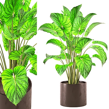 Indoor Plants Set, Vray/Corona Renders 3D model image 1 