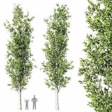 Detailed Populus Alba Trees Model 3D model image 1 