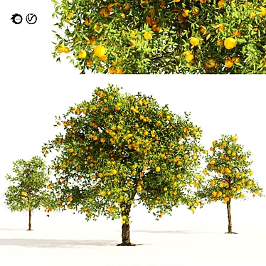 Realistic Orange Fruit Tree Models 3D model image 1 