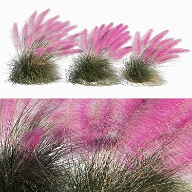 Muhlenbergia Capillaris - Pink Muhly Grass 03