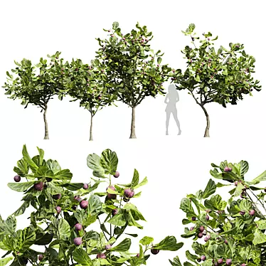 Premium Ficus Carica Feige Fig 3D model image 1 