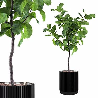 Exquisite Ficus Lyrata Plant Collection 3D model image 1 