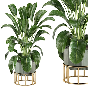 Indoor Plants 3D Models Bundle 3D model image 1 