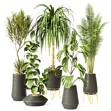 Modern Indoor Plant Collection 3D model image 1 