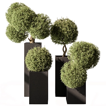 Boxed Outdoor Topiary Plant 3D model image 1 