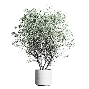 Old Concrete Vase Olive Tree 3D model image 1 