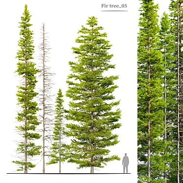 Abies Fir Tree Model Pack 3D model image 1 