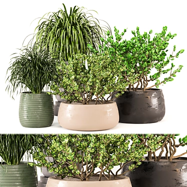 3D Indoor Plants Collection 485 3D model image 1 