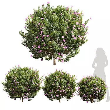 Cistus Albidus Zistrose Plant Model 3D model image 1 