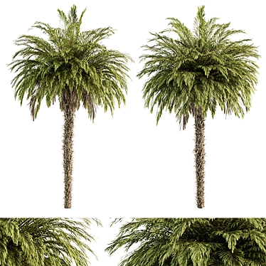 Tropical Palm Tree Set 92 3D model image 1 