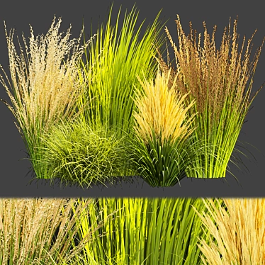 Outdoor Switchgrass Northwind 3D Model 3D model image 1 