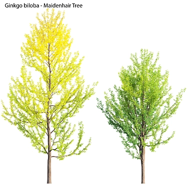 Versatile 3D Ginkgo Tree Models 3D model image 1 