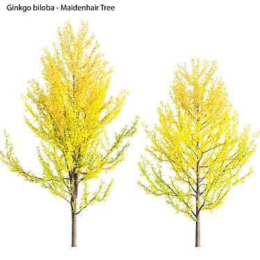 Versatile Ginkgo Tree 3D Models 3D model image 1 