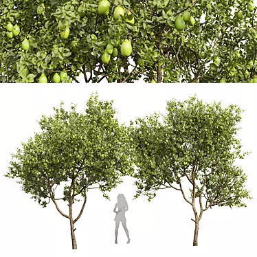 Meyer Lemon Tree 3D Model 3D model image 1 