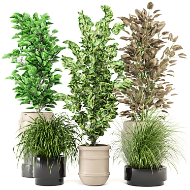 Indoor Plants Set 508 - 3D Models 3D model image 1 